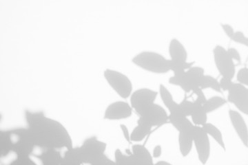 Overlay effect for photos and mockups. Gray shadow of the wild roses leaves on a white wall....