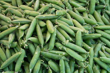 MAny peas pods skattered. Many. Green food backround.