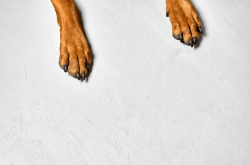 Overhead view of dog legs and paws on light grey background
