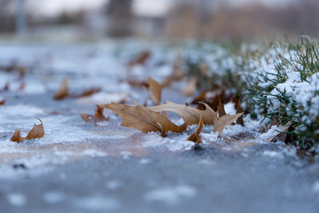 frozen leaf 