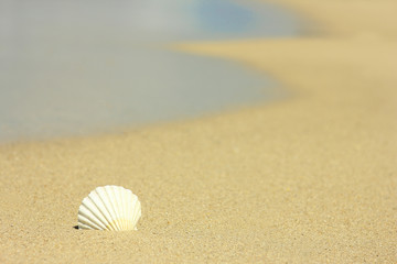 Beautiful shell on sea shore in summer