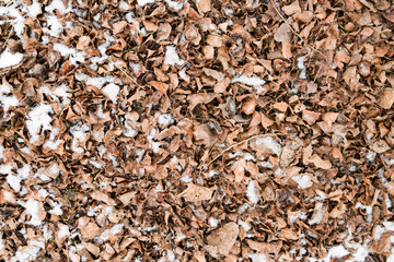 Dry fallen leaves on the ground. Slightly covered with snow leaves. Background of leaves, texture