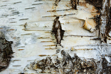 tło drewno © Dariusz Grochal 