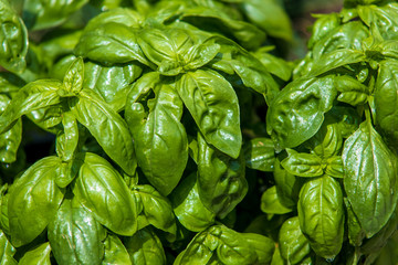 Bunch of the fresh green basil leaves