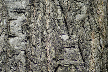 Background from poplar bark
