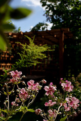 Fototapeta na wymiar różowe kwiaty na tle altany w ostrym słońcu