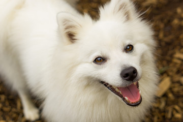 日本スピッツ 白い犬 japanese spitz