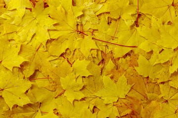 Beautiful background of yellow maple leaves. Autumn leaves lit up with soft light.