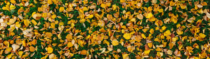 Great background panorama of yellow autumn leaves. Fallen leaves lie on the green grass.