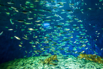 Underwater landscape with coral reef and fish.