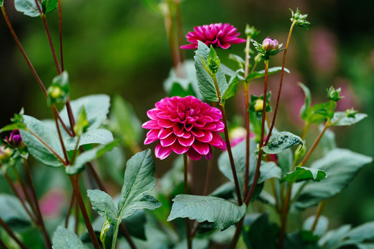 175 Best ピンク 花 庭 美しい 夏 紫 葉 赤 日本 満開 Images Stock Photos Vectors Adobe Stock