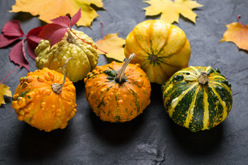 Composition of a different varieties of mini pumpkins and autumn colorful  leafs on dark concrete background