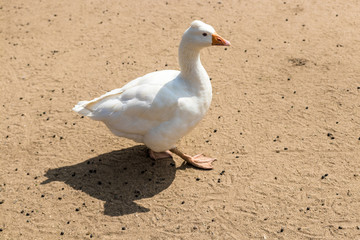 Domestic goose standing on the sandy ground