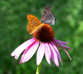 Schmetterling - Echinacea
