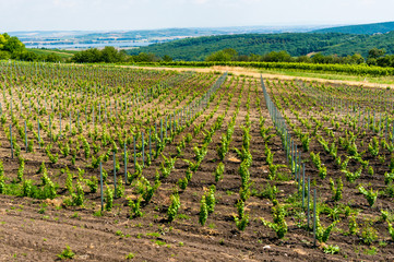 Young wine yards on the Palava hills, South Moravia, Czech republic