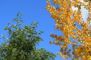 Collection of Beautiful Colorful Autumn Leaves