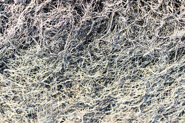 Background texture burnt grass, ash grass.