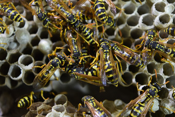 Vespiary. Wasps polist. The nest of a family of wasps which is taken a close-up.