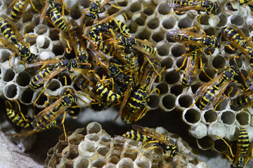 Wasp nest with wasps sitting on it. Wasps polist. The nest of a family of wasps which is taken a...