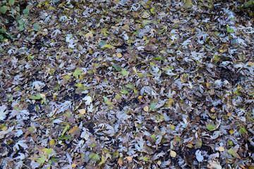 The leaves are yellow on the ground. Autumn leaf fall