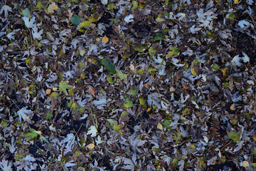 The leaves are yellow on the ground. Autumn leaf fall