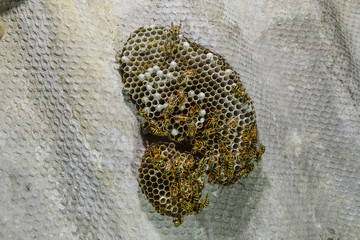 Wasp nest with wasps sitting on it. Wasps polist. The nest of a family of wasps which is taken a...