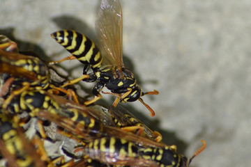 Wasp nest with wasps sitting on it. Wasps polist. The nest of a family of wasps which is taken a close-up