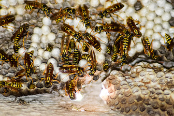 Wasp nest with wasps sitting on it.
