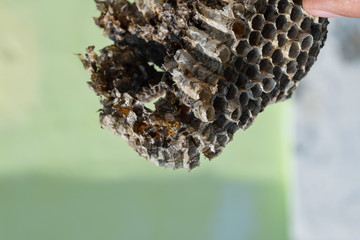 Vespiary. Wasps polist.