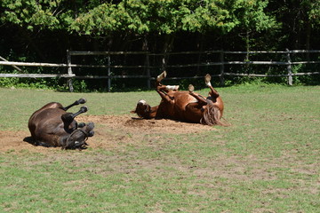 Happy Horses Rolling and Scratching