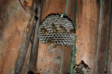 Wasps polist. Vespiary
