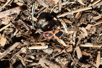The red bugs