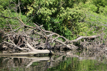 Egret on a log