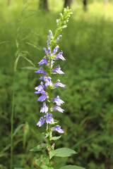 Great blue lobelia at Miami Woods in Morton Grove, Illinois