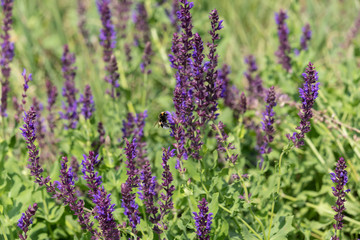 Obraz premium Purple inflorescences of sage on a sunny august day