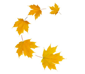 Naklejka na ściany i meble Spiral flying heap of maple tree yellow autumn leaves