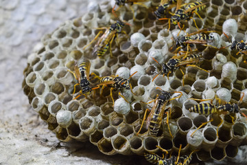 Wasp nest with wasps sitting on it. Wasps polist. The nest of a