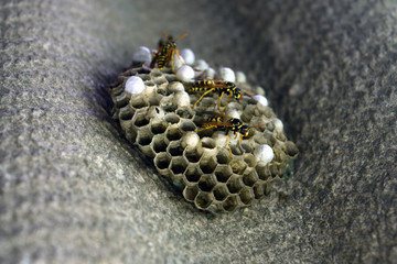 Wasp nest with wasps sitting on it. Wasps polist. The nest of a family of wasps which is taken a close-up