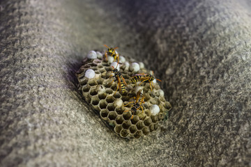 Wasp nest with wasps sitting on it. Wasps polist. The nest of a