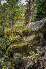 Fototapeta premium Bosque salvaje frondoso y colorido