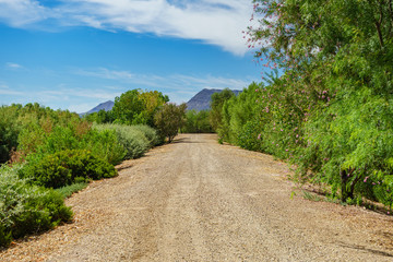 Fototapeta na wymiar Dirt trail with trees, mountains, and blue sky