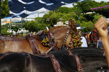 horse carriage concurso de enganches de carruajes de coches de caballos feria de malaga 2019