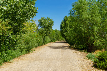 Dirt trail with trees and blue sky