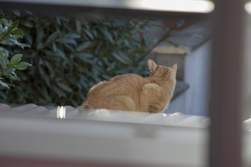 Chat