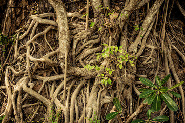 Vung Tau City. Vietnam. Asia. tries, roots and leaves.