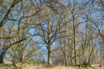 forest on the hill at the beginning of spring when the trees are deprived of leaves, oak without leaves against the sky, sunny spring day