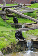 monkeys on wood