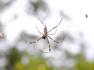 spider on web