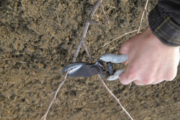Pruning shears trees