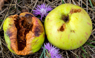 Fallen fruit from an apple tree